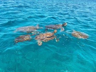 Escursione di un’intera giornata e snorkeling con tour delle tartarughe a São Pedro